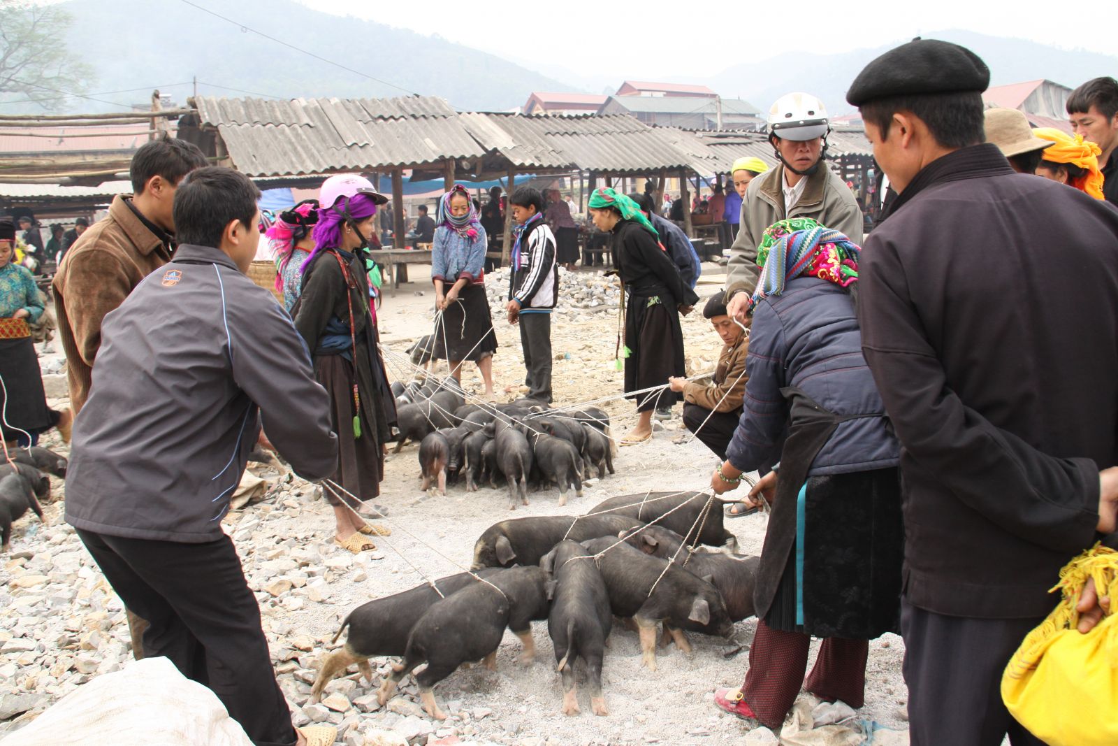 Cochons a vendre Marché Hoang Su Phi Ha Giang