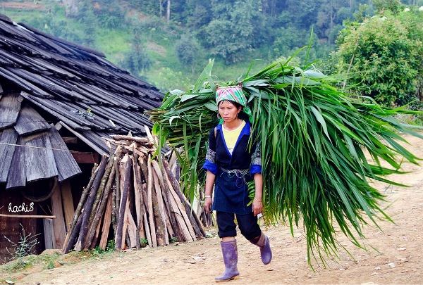 Les Hmong de Mucangchai